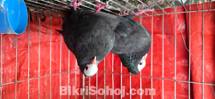 Khaki Gola Kosha Pure Breeding pair
